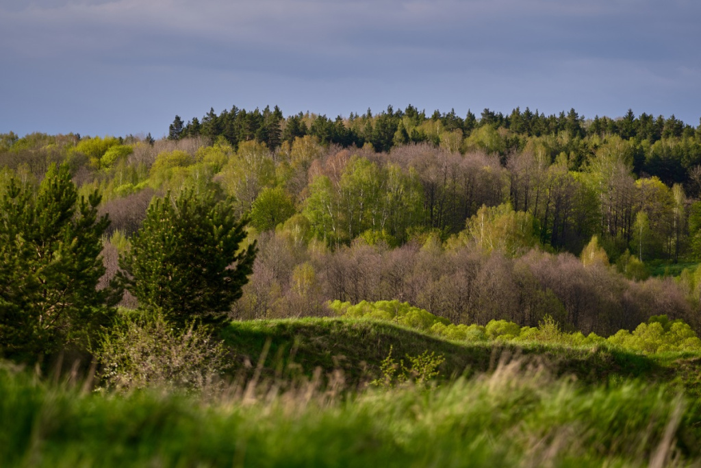 Краснолесье