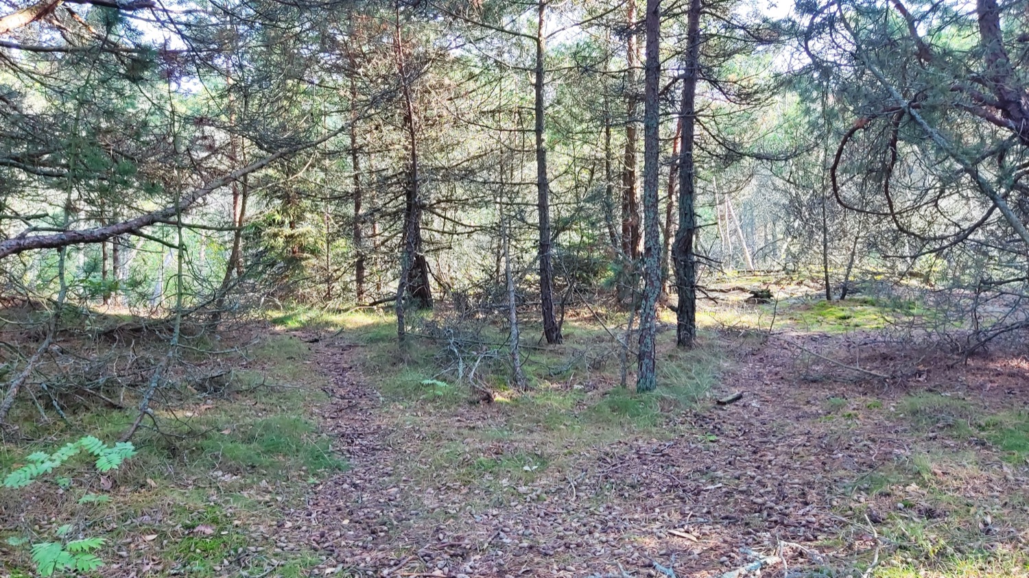 Тропа «Королевский бор»